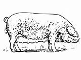 Cochon Coloriage Domestiques sketch template
