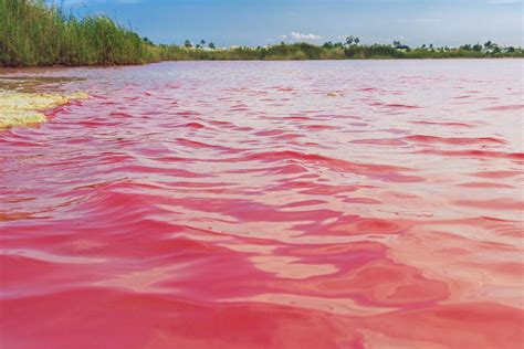 pink beaches  lakes