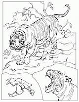 Tiger Coloring Pages Tigers Animated Coloringpages1001 Animal Adult Gifs sketch template