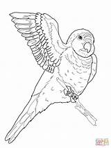 Parrot Coloring Pages Quaker Drawing Flying Printable Parrots Popular sketch template