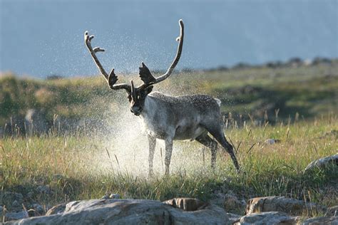 nations  inuit join forces  caribou conservation eye