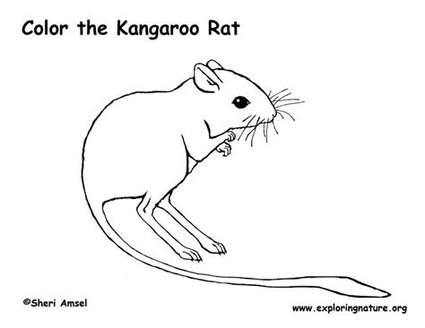 kangaroo rat coloring page coloring pages