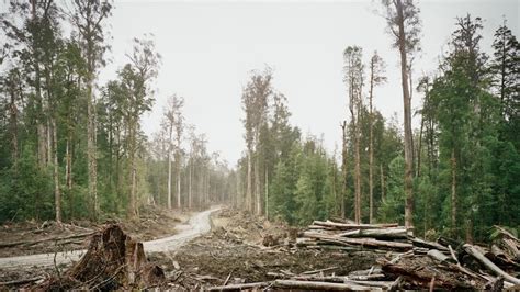 eastern australia listed in top 24 global deforestation