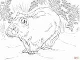 Wombat Coloring Pages Australia Printable Drawing Skip Main sketch template