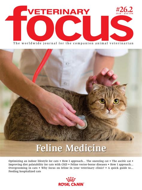 feline medicine  cats infection