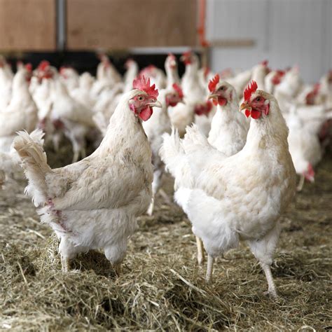 Choosing The Right Chicken Breeds For Meat Production Blains Farm