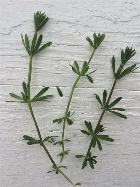 spring foraging  ways   cleavers  healthy homemade life