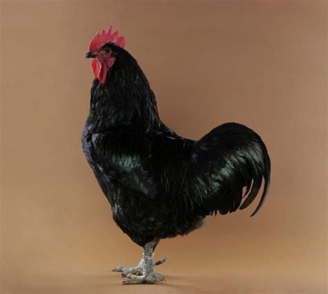 Backyard Chicken Pictures Black Jersey Giant Rooster