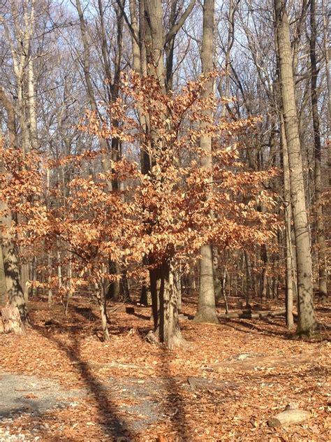 staten island nature finding majestic beech trees   woodland silivecom