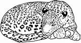 Leopard Leopards Coloringhome sketch template