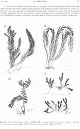 Caulerpa Geminata Figure Part Flora Sa sketch template