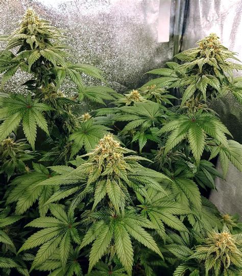 Zkittlez Feminized Seeds For Sale Information And Reviews Herbies