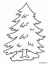 Tree Fir Coloring Pages Printable Redwood Color Kids Template Trees 8kb 1000px sketch template