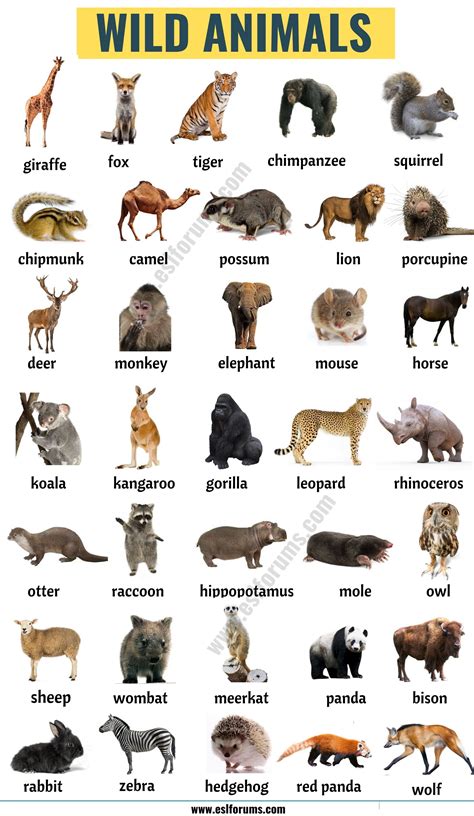 animals names list  english ideas zoo animals