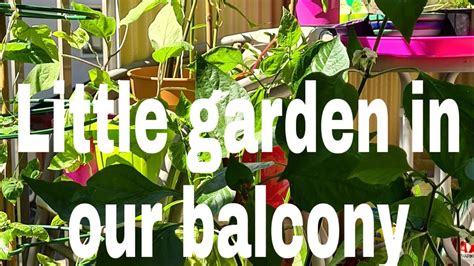 grow vegetables    balcony  balcony garden youtube