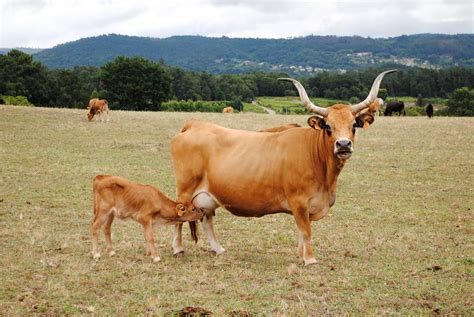 vaca cachena  seu becerro hombredhojalata flickr