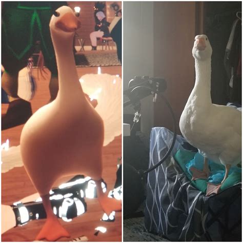 playing vrchat   goose avatar  decided  mic  goose     walk