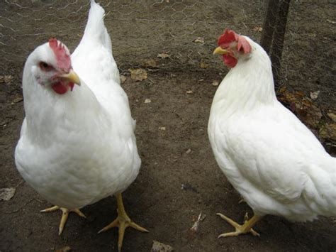 male or female golden comet backyard chickens