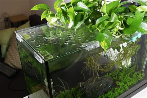 adding pothos  improve aquarium water   aquarium indoor