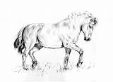 Fjord Horse Deviantart Norwegian Drawing Coloring Pages Line sketch template