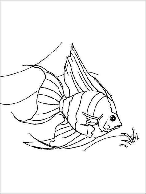 angelfish coloring pages coloringbay