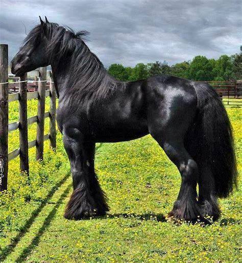friesian horse stallion black baroque horses ponies donkeys