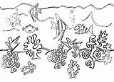 Ocean Coloring Drawing Pages Sea Plants Underwater Floor Ecosystem Creatures Clipart Animals Life Scenes Beach Drawings Seaweed Pencil Fish Water sketch template