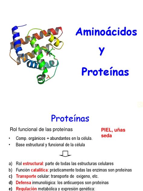 Aminoacidos Y Proteinas Péptido Enzima