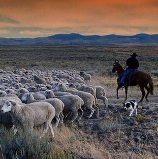 sheep herding dogs herding sheep dogs raisingsheepnet