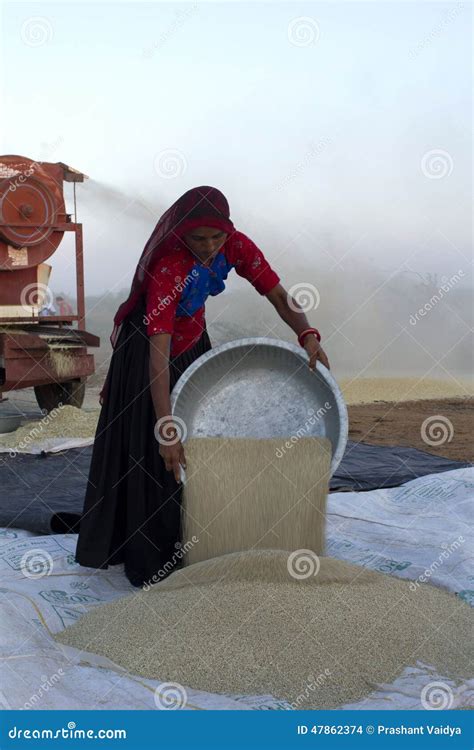 woman gathering wheat editorial stock image image  gathering