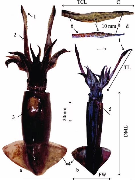 Dorsal View Of S Oualaniensis 1 Tentacular Club 2