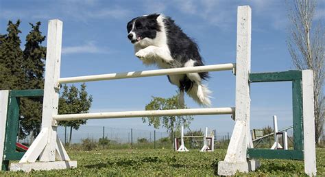 teach  dog  jump  safety  training tips