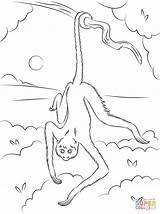Monkey Spider Coloring Tree Hanging Drawing Pages Printable Template Getdrawings Cartoon sketch template