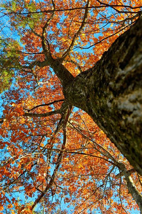 autumn oak photograph  bonfire photography fine art america