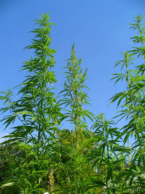 filecannabis sativa jpg wikipedia