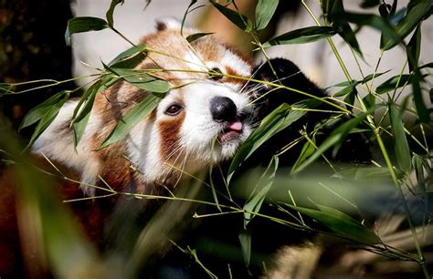 rode panda geboren  safaripark beekse bergen trouw
