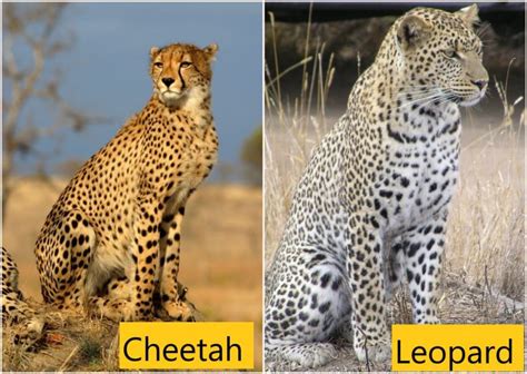 cheetah breed   leopard freethinking animal advocacy