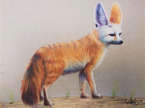 Fennec Fox Drawing By Ariel Nicolosi Fine Art America