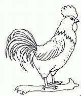Coq Gallos Gallo Animaux Ferme Colorat Rooster Kury Coloriages Cocosi Kolorowanki Fattoria Imprimer Planse Gallito Aves Animale P23 Chickens Animales sketch template