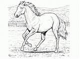 Pferde Malvorlagen Pferdebilder Ausdrucken Ausdruck Daskreativeuniversum sketch template