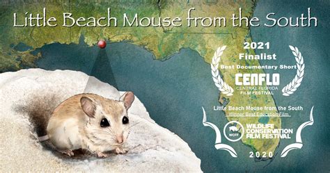 beach mouse   south  nature films