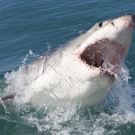 il mistero del grande squalo bianco alla ricerca degli squali giganti