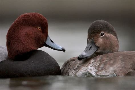 Redhead Bird Gallery Houston Audubon