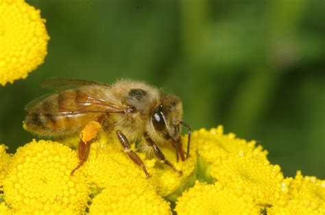 honey bees  tansy berkshire beekeeping