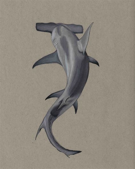 hammerhead shark drawing print etsy canada