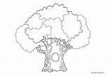 Tree Banyan Coloring Colouring Pages Evergreen Drawing Comments Getcolorings sketch template