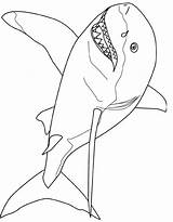 Coloring Pages Great Shark Printable Kids Template Color Print Colouring Outline Tale Drawing Animals Cool Simple Templates Fish Really Popular sketch template