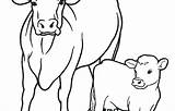 Coloring Cattle Pages Drive Printable Cow Color Easter Getdrawings Getcolorings sketch template