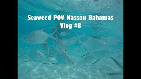 Travel Vlog Seaweed Pov Nassau Bahamas Vlog 8 Youtube