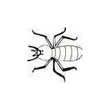 Termite Coloring Pages sketch template